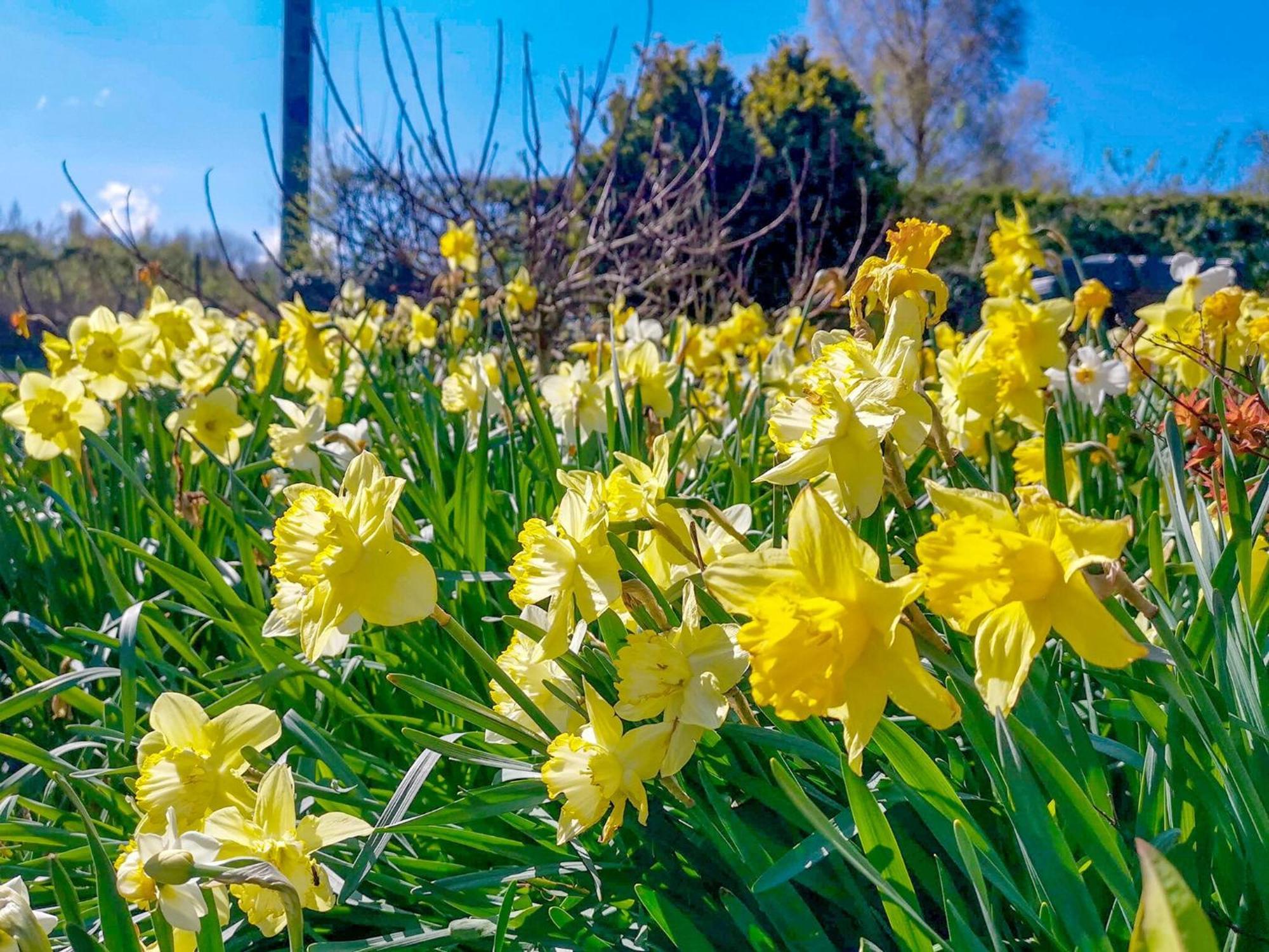 Daffodils Villa Coanwood Buitenkant foto